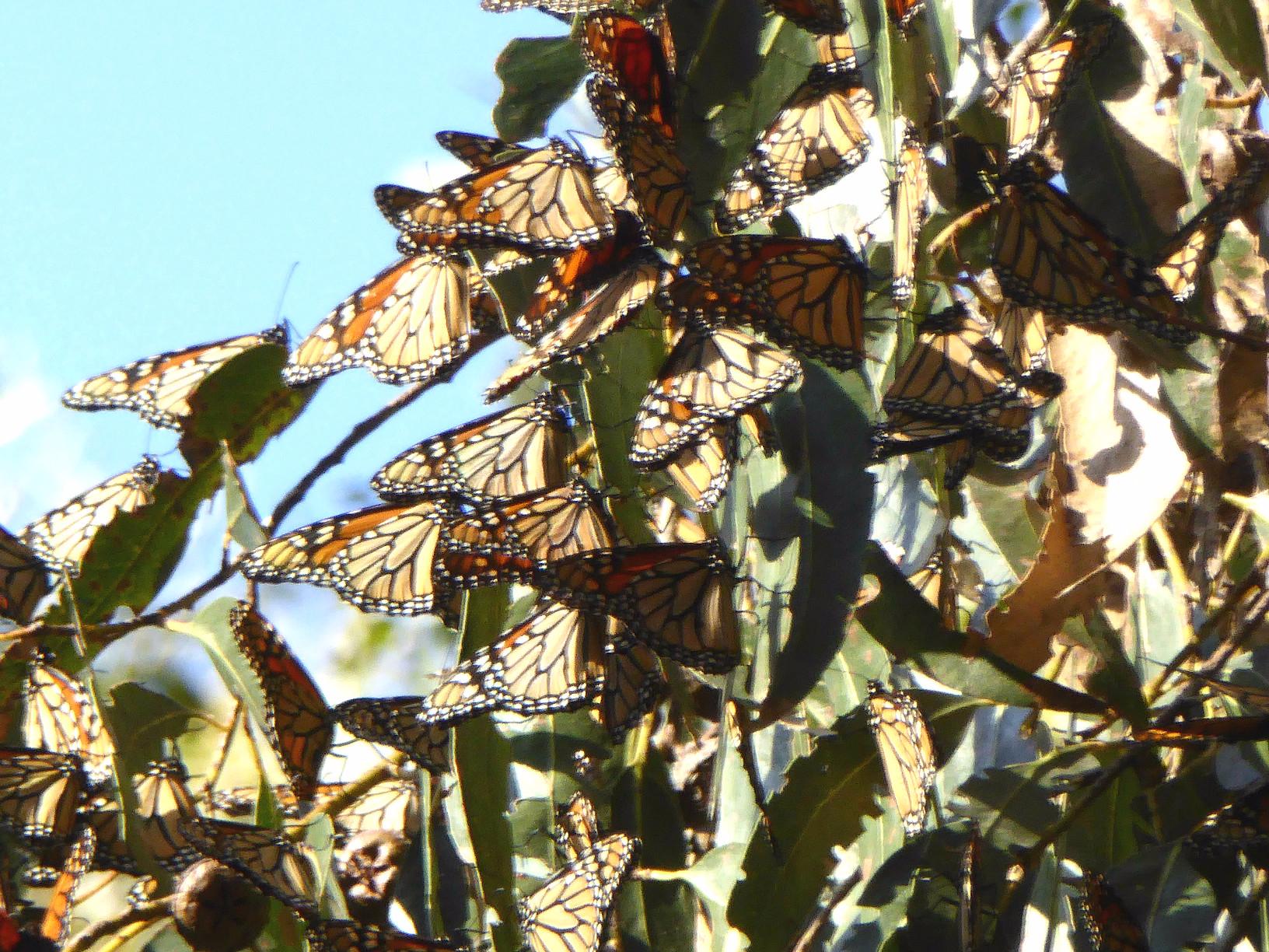 Monarch Butterfly Natural Preserve All You Need to Know BEFORE