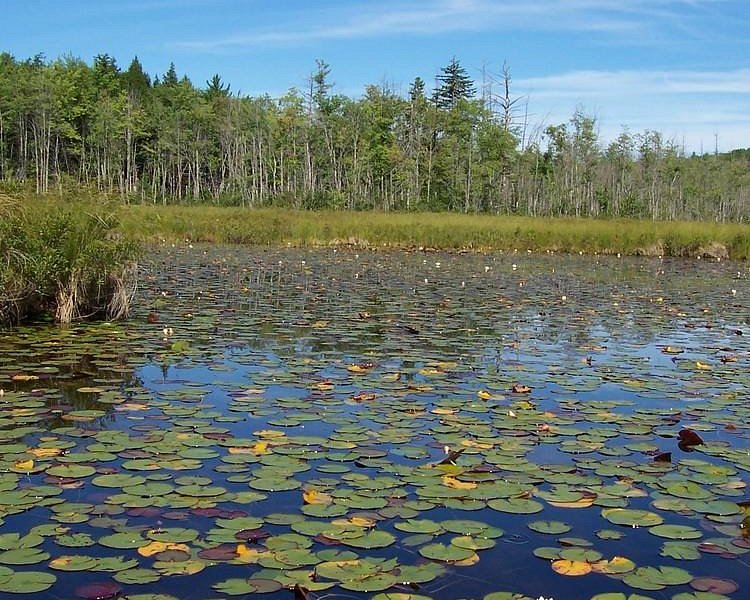 Holt Pond Preserve image