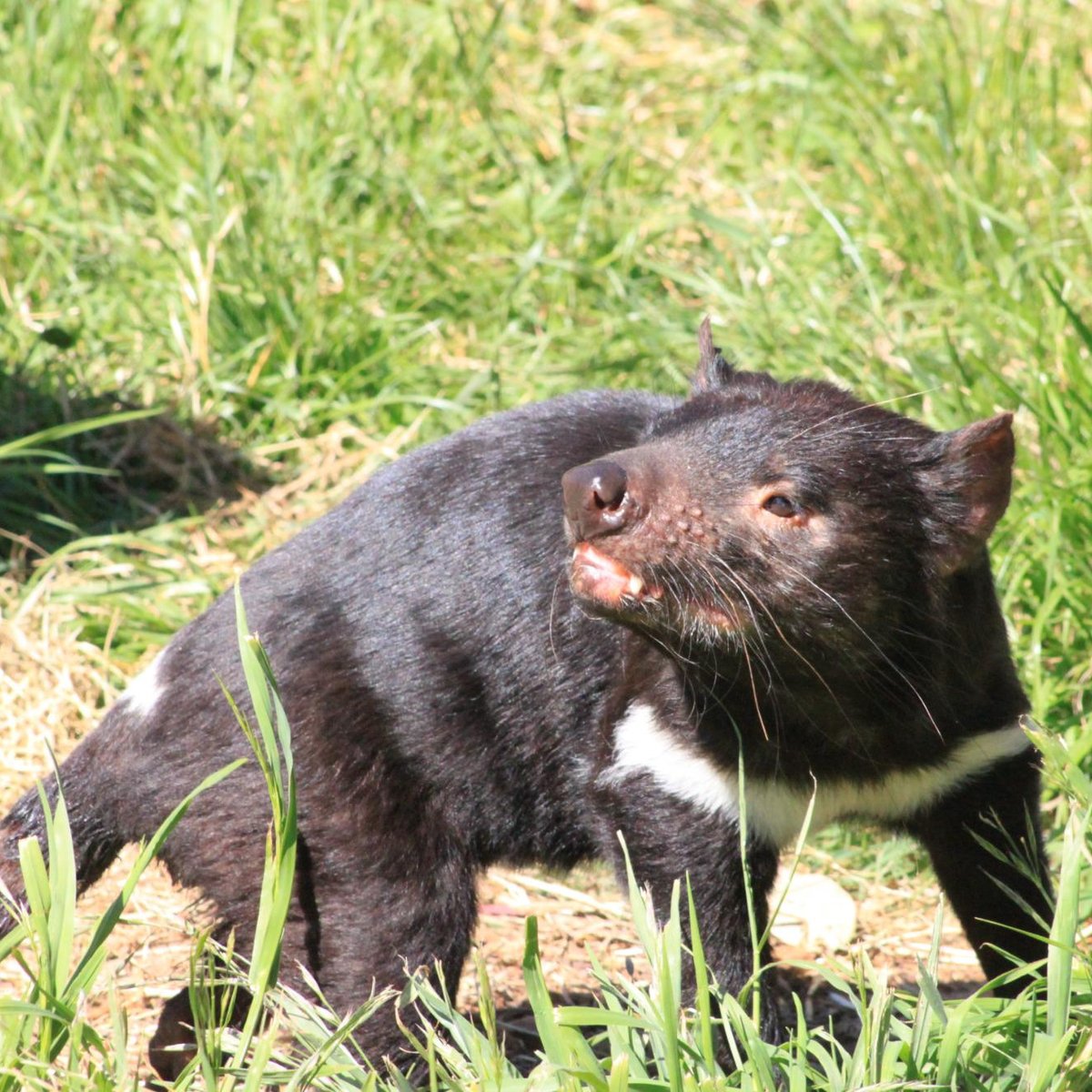 22年 Tasmanian Devil Unzoo 行く前に 見どころをチェック トリップアドバイザー