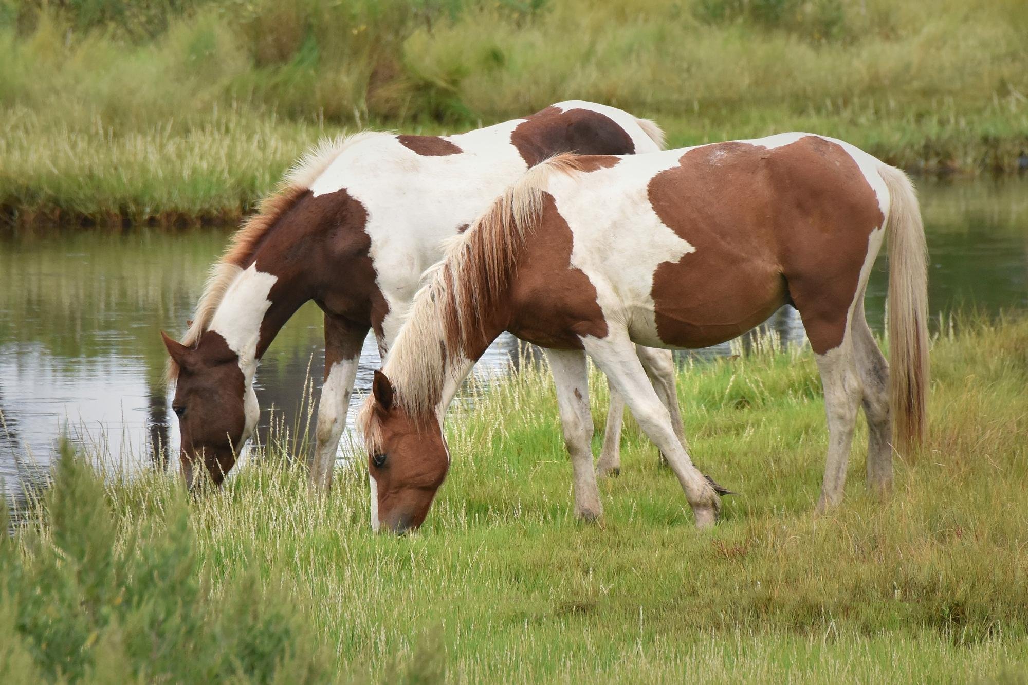 Assateague Tours - All You Need to Know BEFORE You Go (2024)