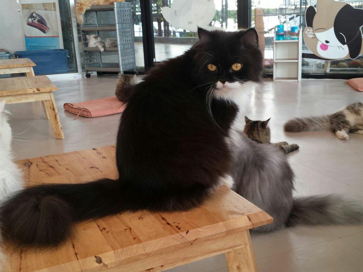 Take to the cafe where the most cats in some hundred thousand 🐈, MALI CAT  CAFE🥤, Gallery posted by เที่ยวTRIP🛩️