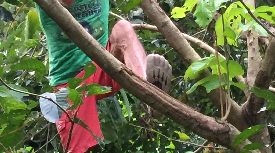 picking rambutan