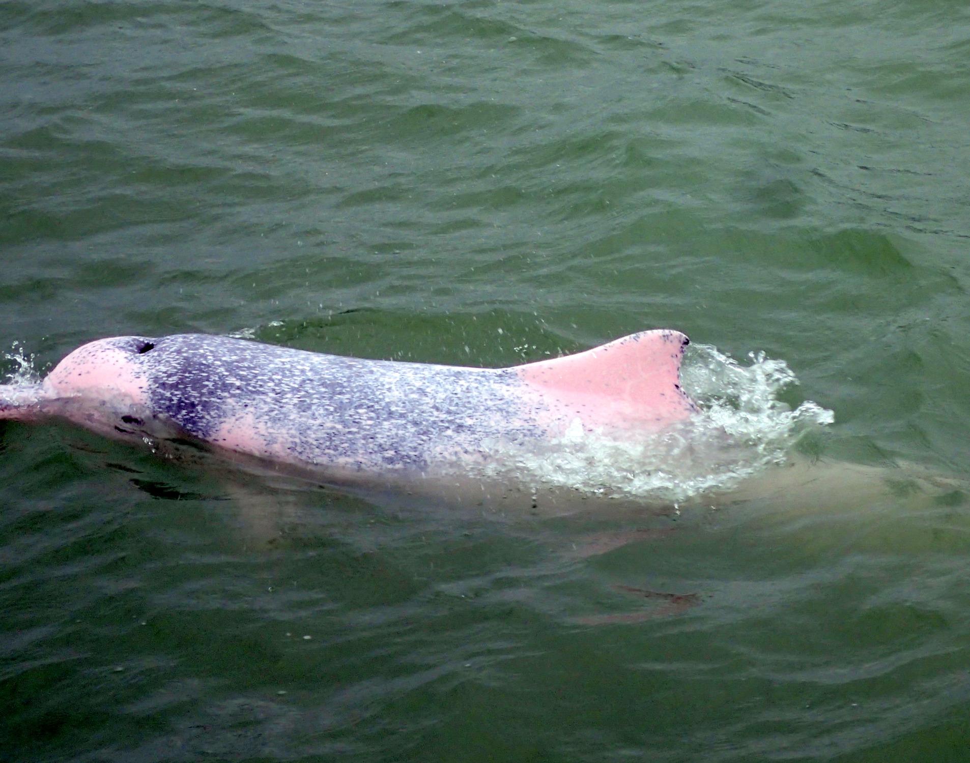 Hong Kong Dolphin Watch - Half Day Tour (2025) - All You