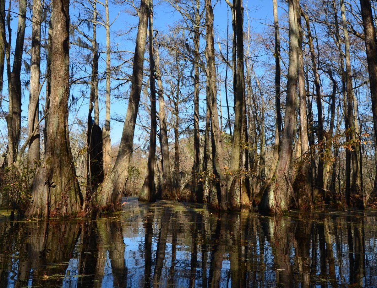 Merchants Millpond, the Most Remote State Park in North Carolina -  Explanders