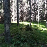 Sunlit forest.