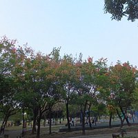 都市森林浴場