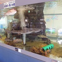 多くの魚が見られる水槽