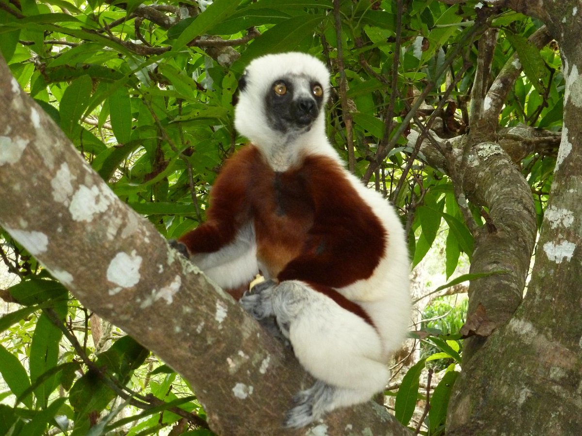 Madagascar Exotic, Антананариву: лучшие советы перед посещением -  Tripadvisor