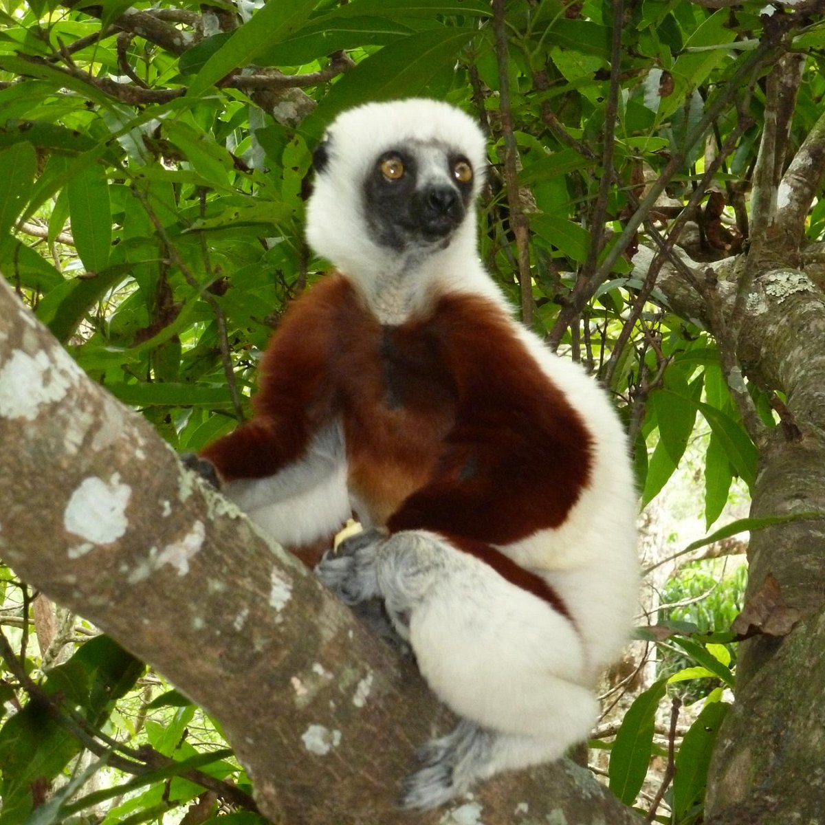 Madagascar Exotic, Антананариву: лучшие советы перед посещением -  Tripadvisor