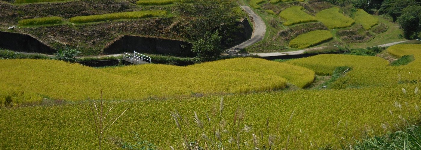 棚田