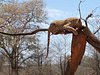 BeaRob1