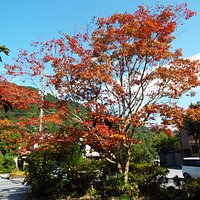 紅葉も綺麗