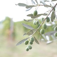 L’olio di Terre di Perseto è ottenuto soltanto da olive prodotte nella nostra azienda e provenie