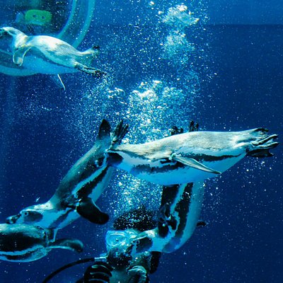 中国地方の水族館 中国地方の 10 件の水族館をチェックする トリップアドバイザー 中国地方の水族館 中国地方の 10 件の水族館をチェックする トリップアドバイザー