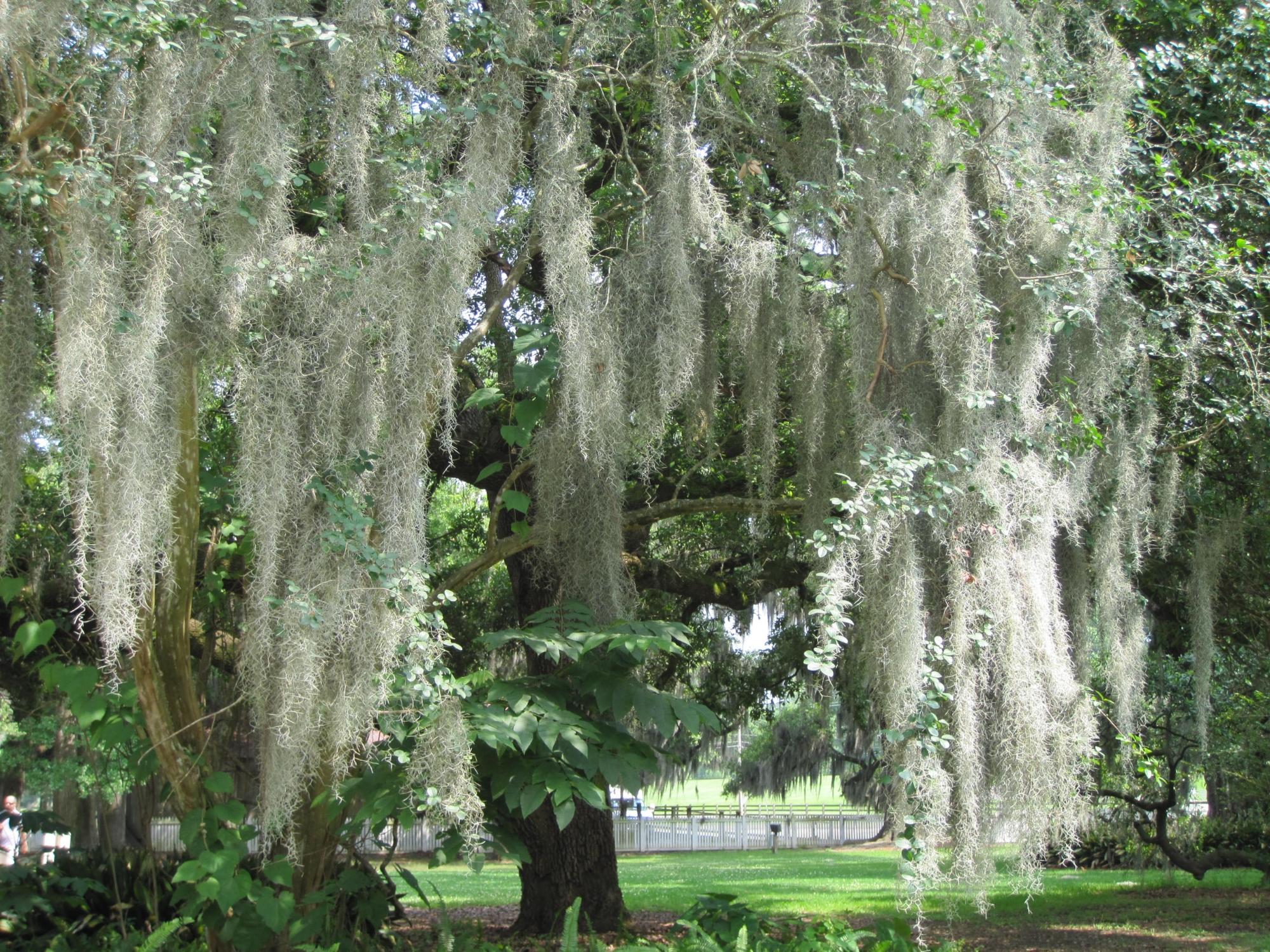 Destrehan LA 2024 Best Places To Visit Tripadvisor   Destrehan Plantation 