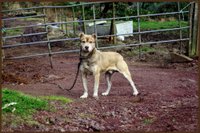 are saint miguel cattle dog aggressive