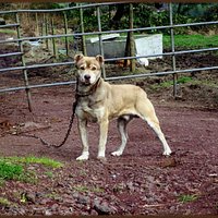 SAn Miguel Cattle Dog - Handsome & Powerful