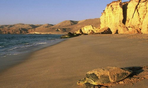 Masirah Beach camp