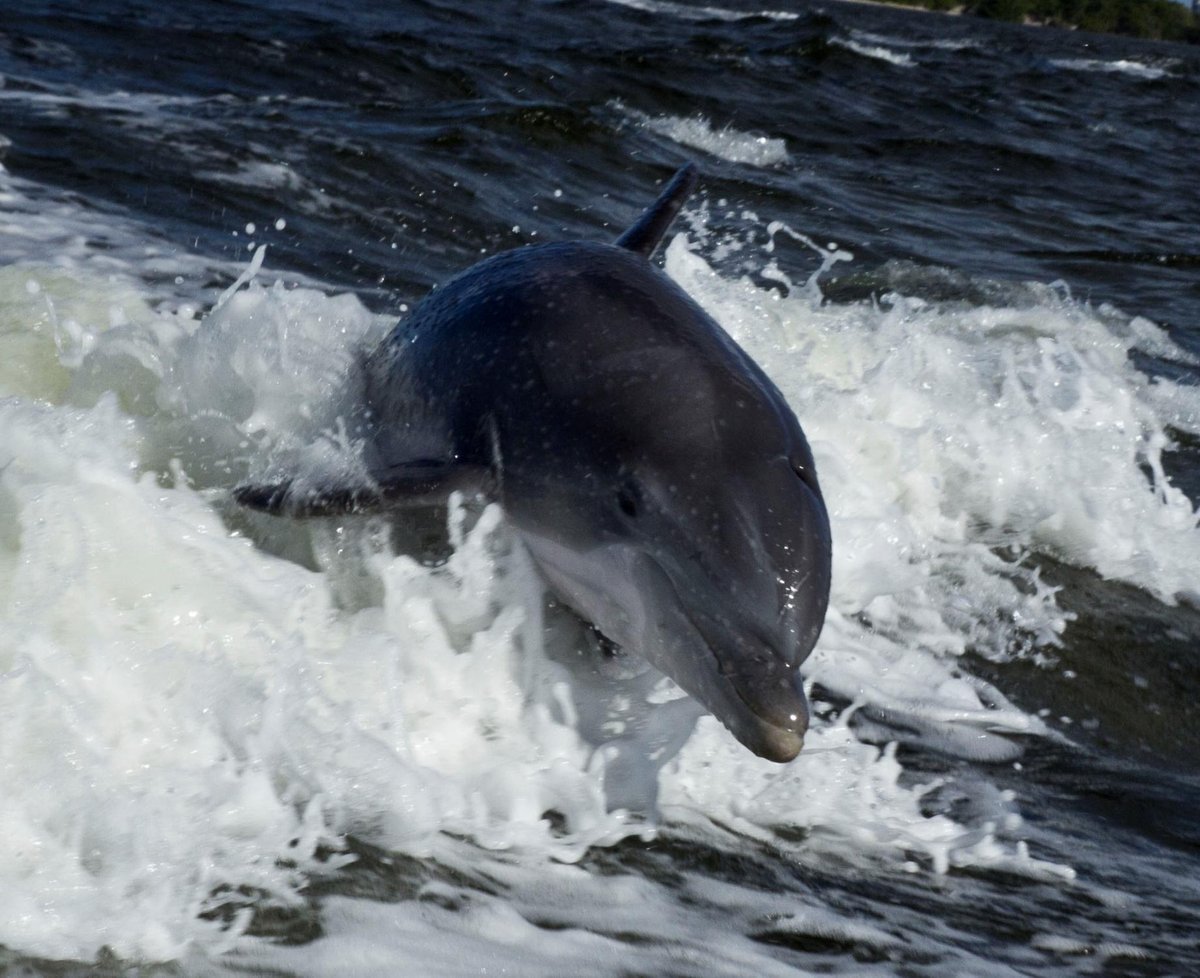 Sanibel Dolphin Tours - All You Need to Know BEFORE You Go (2024)