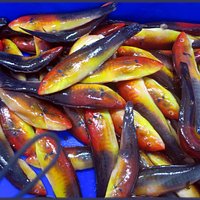 Fish of all shapes and clours