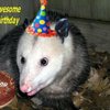 PossumMedic