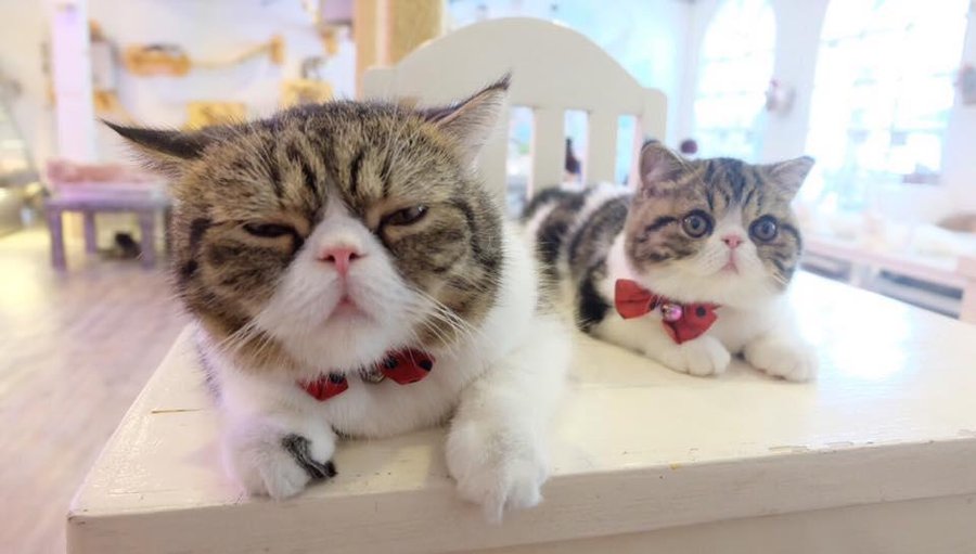 I am the boss here!