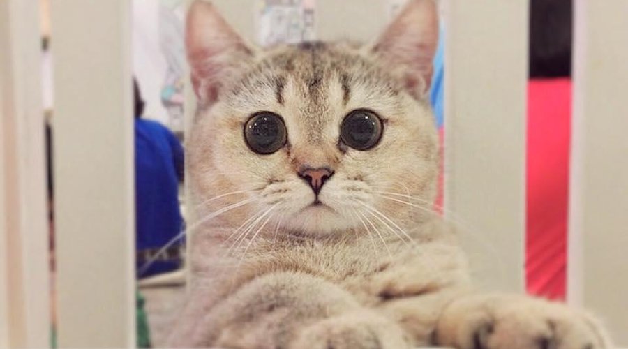 Where is my cake?