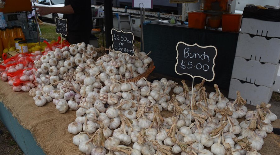 Garlic