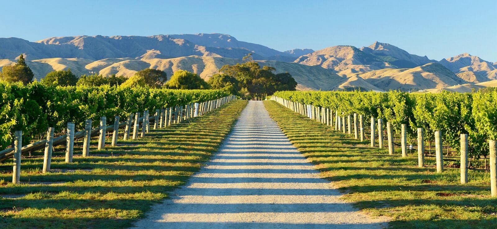 vineyard tours blenheim