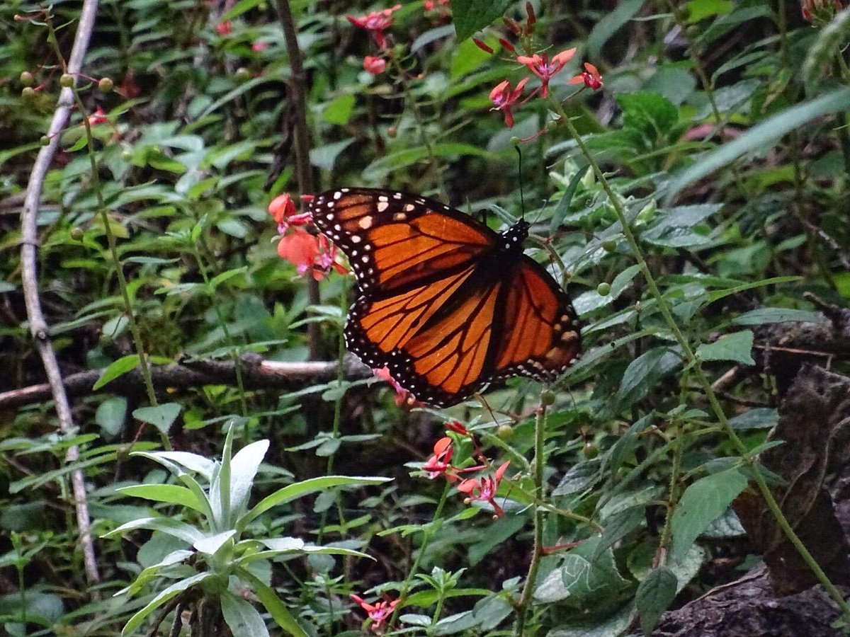Monarch butterflies make the most of the Smithsonian's Gardens