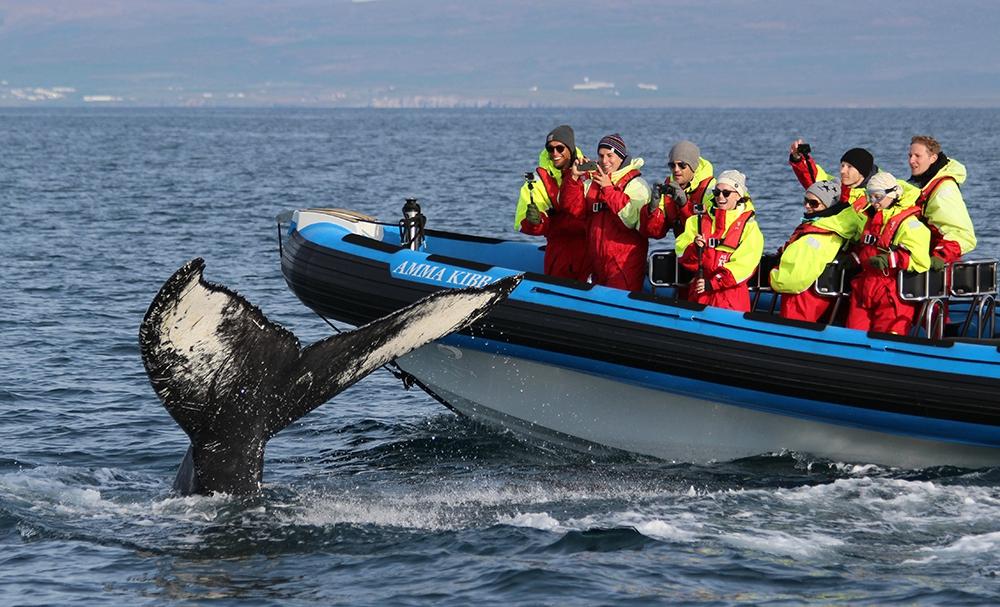 Whale Watching Cruise with Transfer | Hualien - KKday