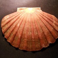 COQUILLE ST-JACQUES (CHEMIN DE COMPOSTELLE)