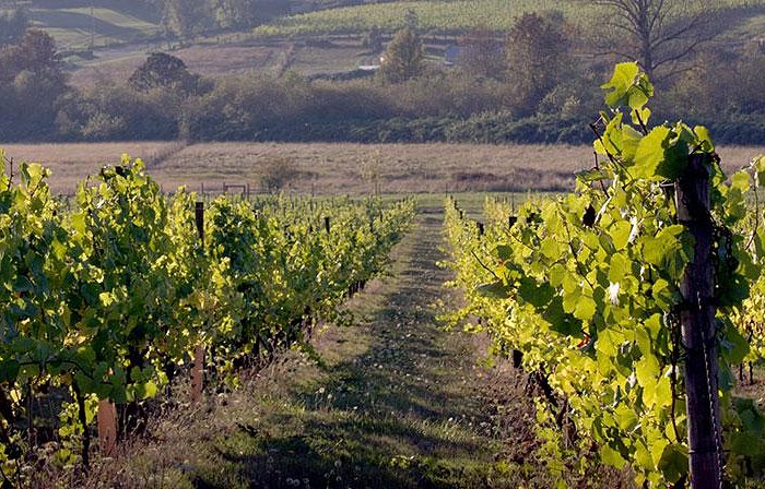 Vineyards near Creswell