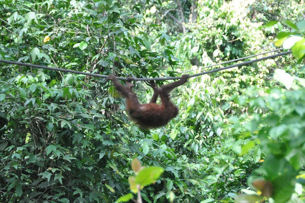 orang-outan dans le zoo. orangs-outans sont une type de génial