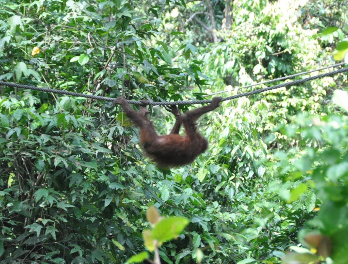 Sepilok Orangutan Rehabilitation Centre, Сепилок: лучшие советы перед  посещением - Tripadvisor