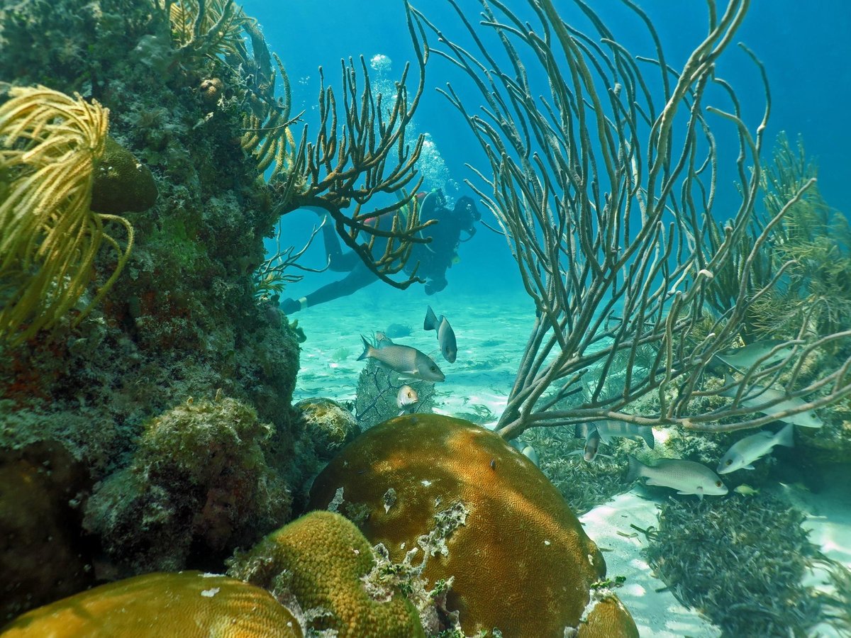 CONCH REPUBLIC DIVERS (Tavernier) 2023 Qué saber antes de ir Lo más