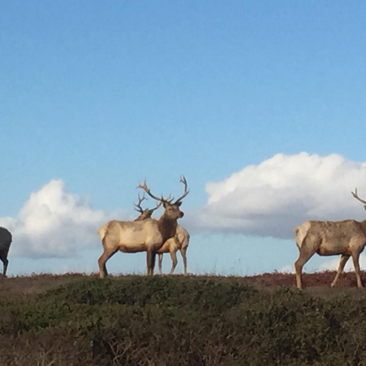 Tule Elk Preserve (Point Reyes National Seashore) - 2022 Lo que se debe ...