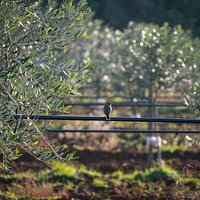 Cadenela orchards