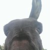 DonkeyDan73