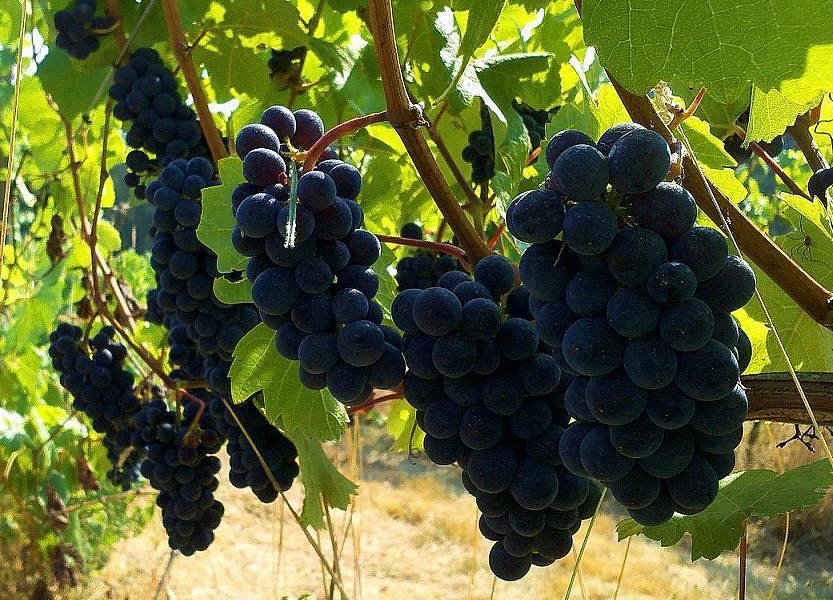 Helvetia Vineyards & Winery image