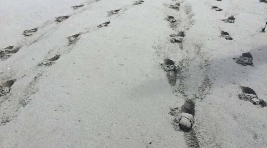 Leave only footprints