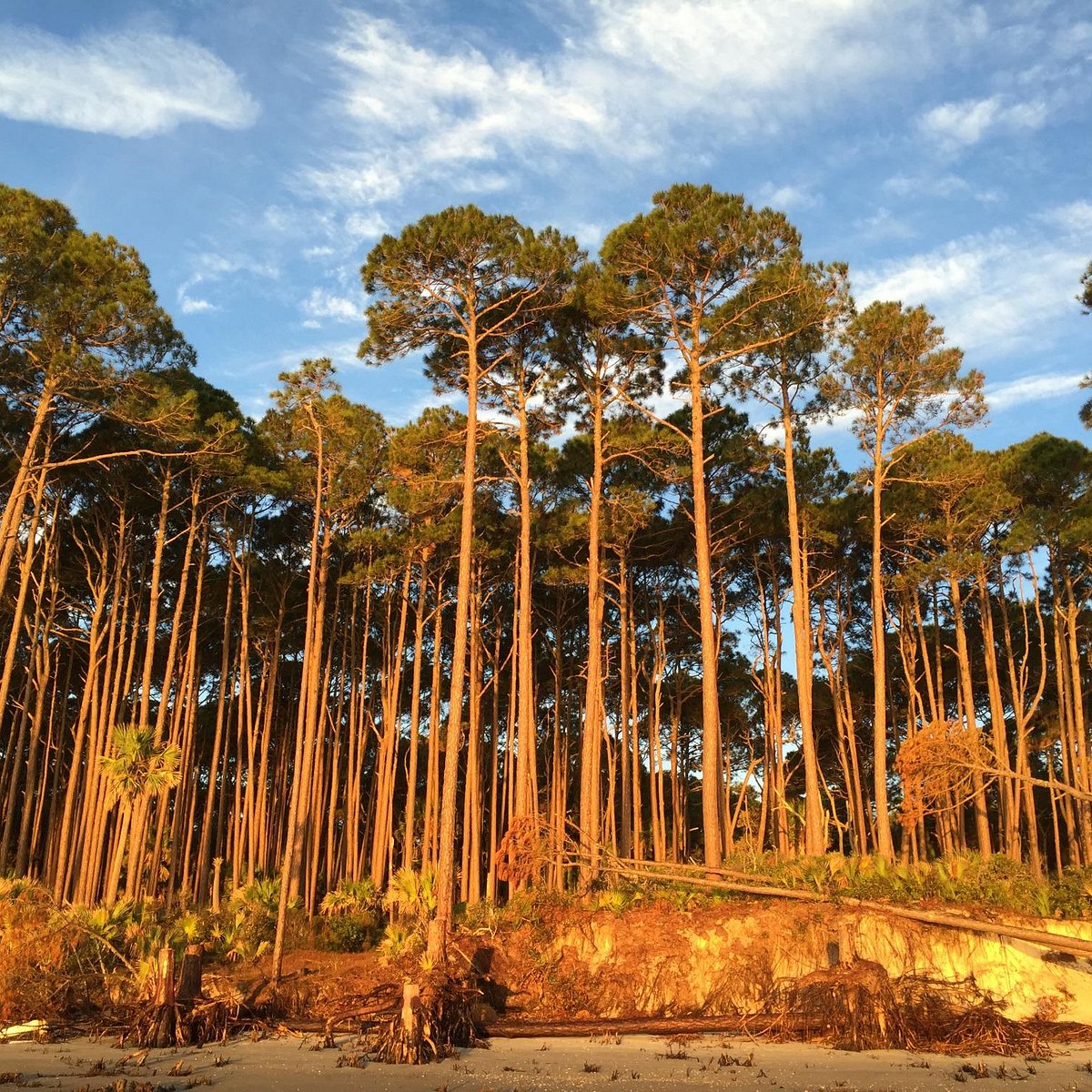 Ironbark state park. Южная Каролина США фауна. Hunting Island State Park pics.