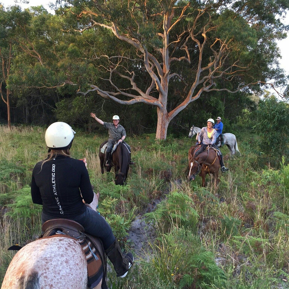 horse about tours tuncurry