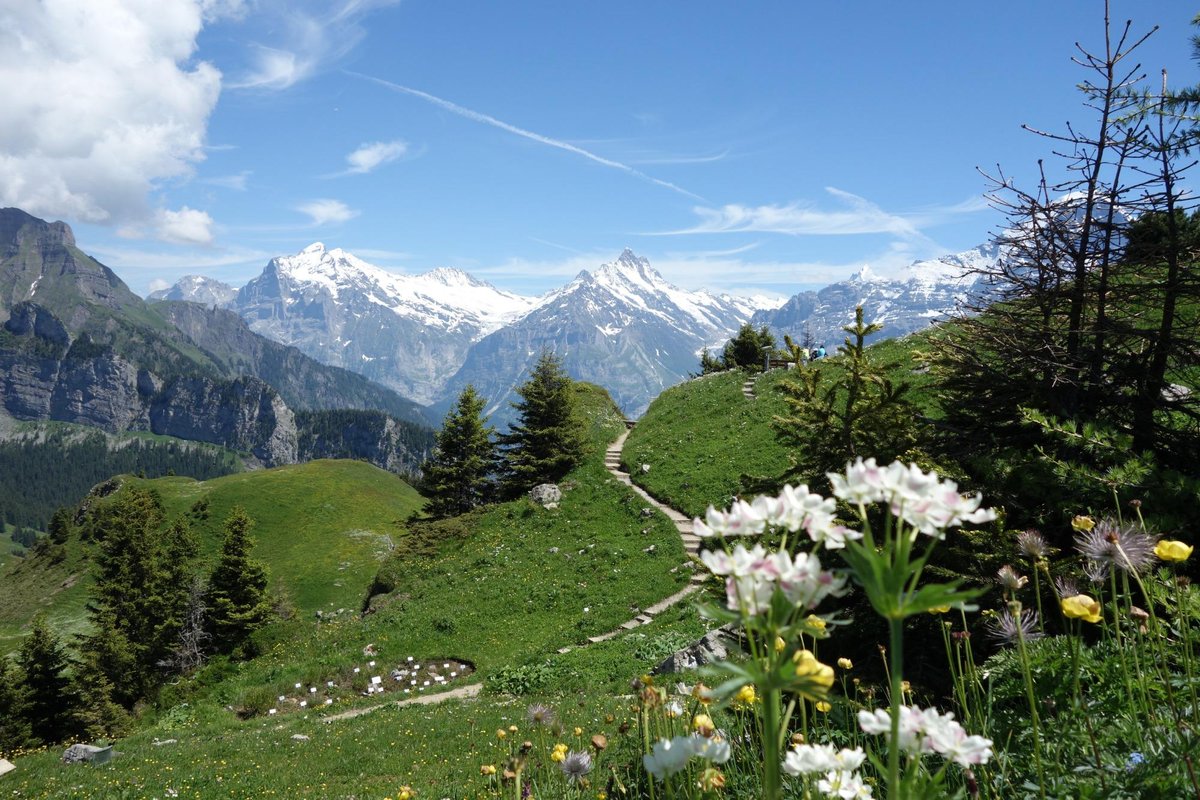 SCHYNIGE PLATTE JARDIN BOTANIQUE ALPIN (2025) All You Need to Know ...