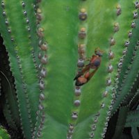 euphorbia