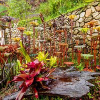 Which are the plants and which is the art