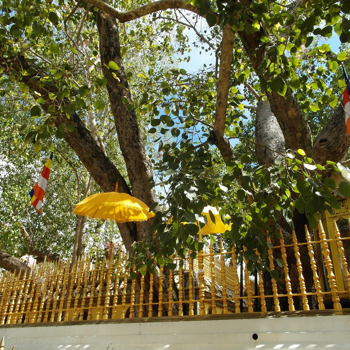 Джайя шри. Sri Maha Bodhi. Ritigala Forest Monastery.