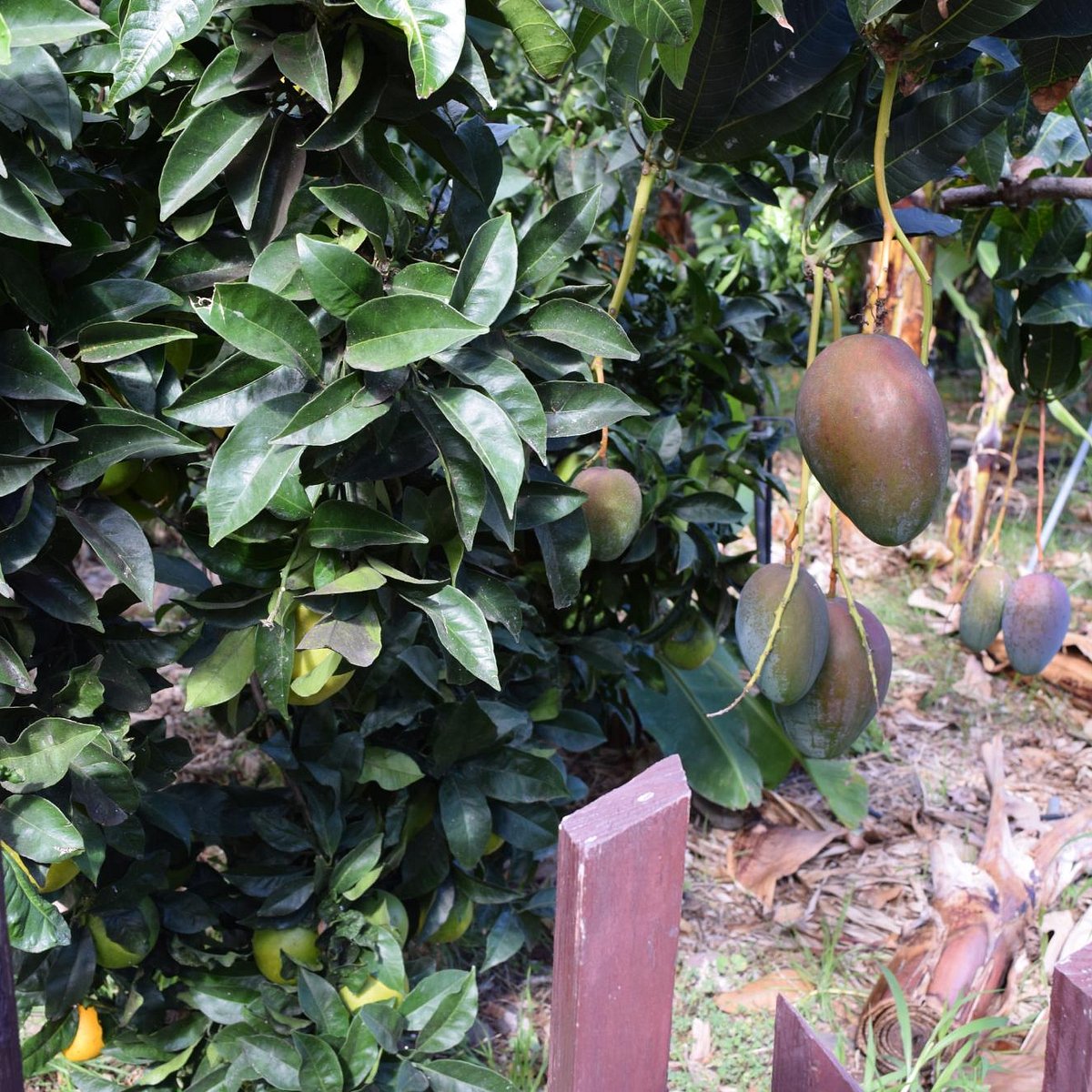 JARDÍN DE FRUTAS TROPICALES (Valle Gran Rey) - Qué SABER antes de ir