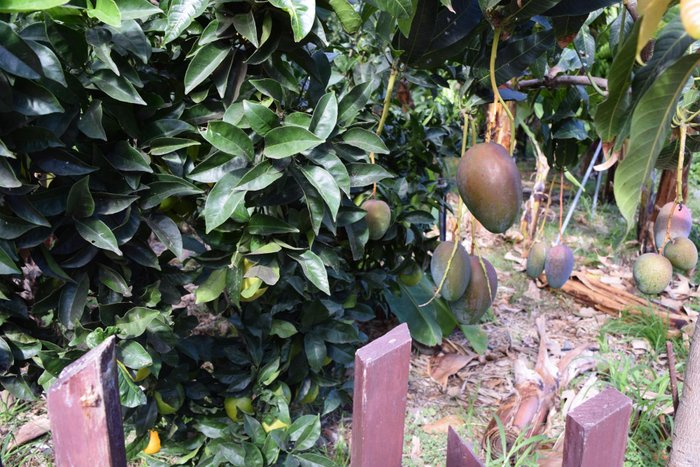 Imagen 1 de Jardín de Frutas Tropicales