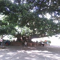 Bancos bajo el gomero